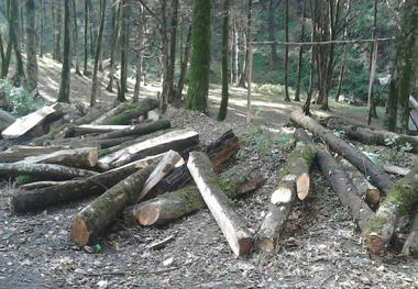 دادستان رشت: جنگلهای گیلان در تاریکی شب غارت می شوند