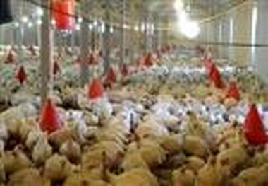 بازدید معاون رئیس‌جمهور از بزرگ‌ترین فارم مادر تخم گذار کشور در زنجان