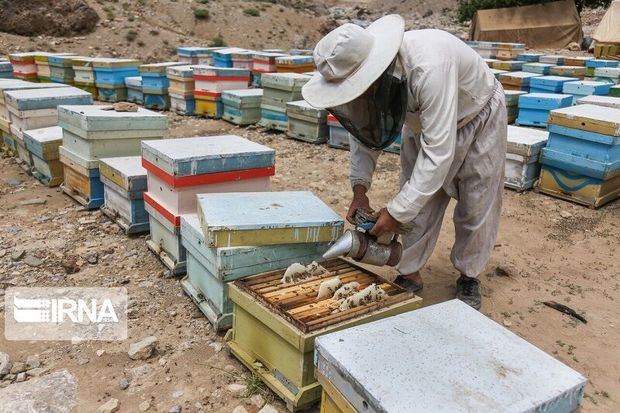 ۲۰۰ تن عسل در گچساران تولید شد