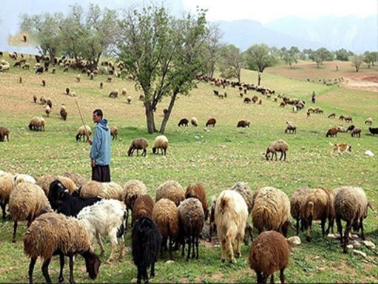 زن چوپان در دشتی بوشهر گله اش را از حمله گرگ های گرسنه نجات داد