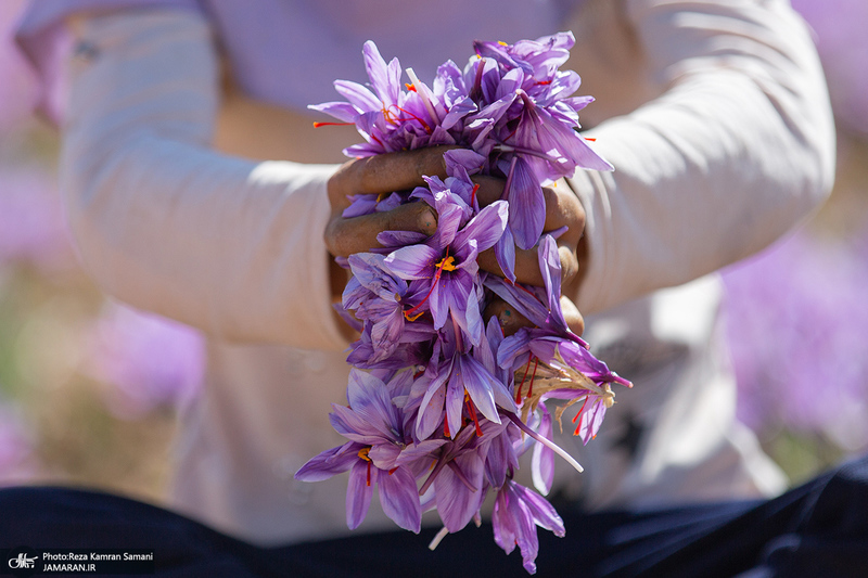 برداشت زعفران از مزارع استان چهارمحال و بختیاری