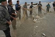 صید ماهیان استخوانی در سواحل مازندرانی خزر 10 روز تمدید شد