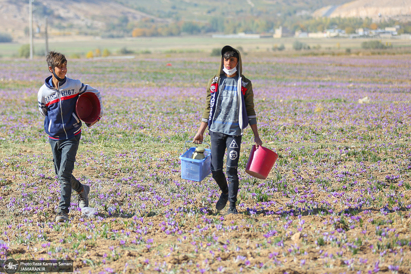 برداشت زعفران از مزارع استان چهارمحال و بختیاری