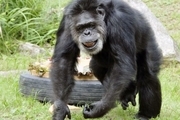 پیرترین شامپانزه جهان در ژاپن مُرد