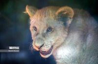 شیرهای سفید (5)