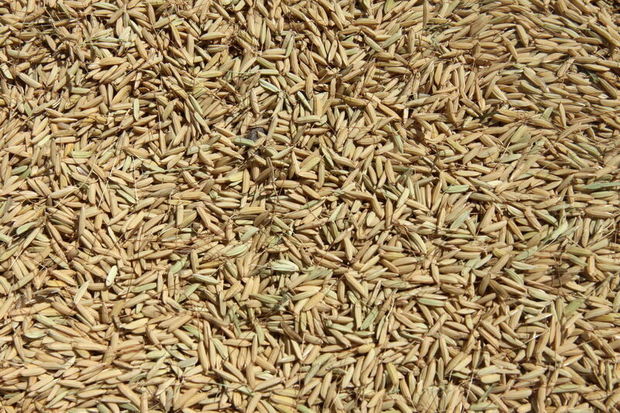 ۸۰۰ تن گندم احتکارشده در شیراز کشف شد