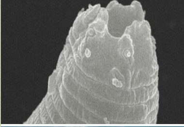 کرم یخ‌زده پس از ۴۶ هزار سال زنده شد + عکس