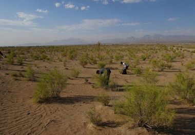 طرح بسیج نهال‌کاری ۹۱۰ هکتار از عرصه‌های منابع طبیعی کرمان آغاز شد