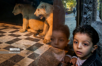 شیرهای سفید (4)