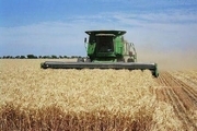 برداشت بیش از ۴٠ هزار تن گندم از اراضی زیر کشت شهرستان نیشابور