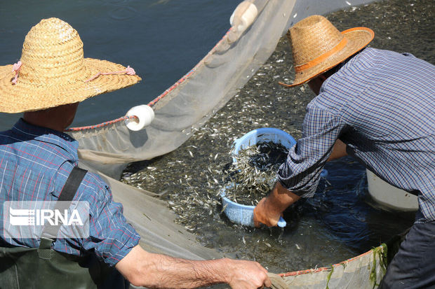 نجات میلیون‌ها ماهی گرفتار در آبگیرهای دریاچه سد گتوند