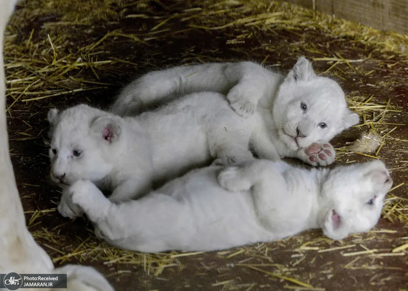 منتخب تصاویر امروز جهان - 20 فروردین 1401