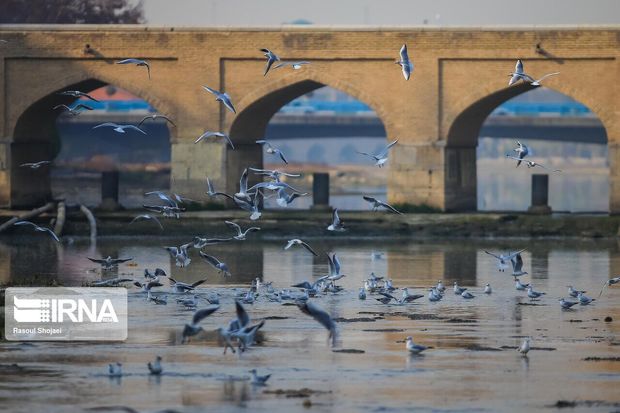 دامپزشکی اصفهان در باره احتمال شیوع بیماری آنفلوانزای پرندگان هشدار داد