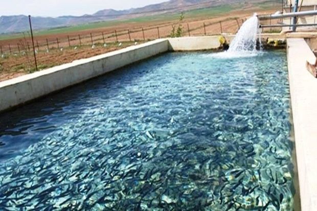 ۳۰۰ هزار قطعه لارو و بچه ماهی در منابع آبی نیمروز رهاسازی شد