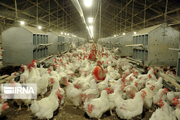 یک واحد پرورش مرغ گوشتی ۱۰هزار قطعه‌ای در سرباز افتتاح شد