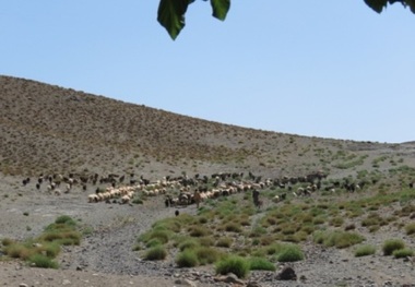 7000 خانوار عشایر خراسان جنوبی دغدغه آب دارند