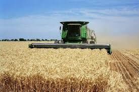 برداشت گندم با کمباین ضایعات را کاهش می دهد