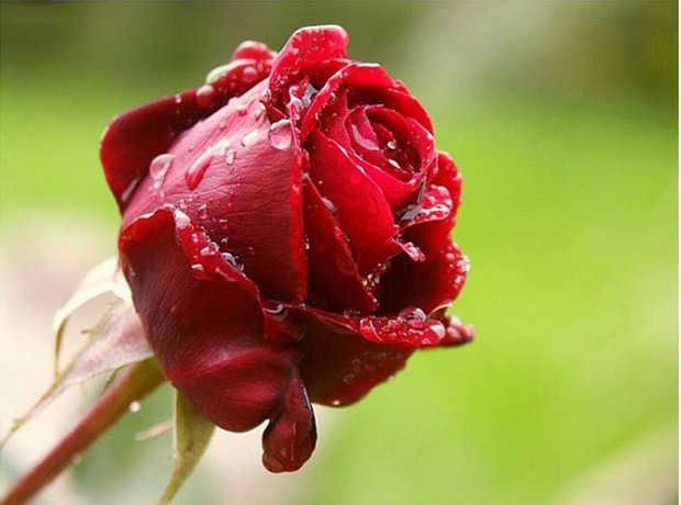 شب یلدا بر شما مبارک باد
