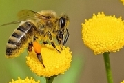 کشف یک توانایی منحصر به فرد در زنبور عسل