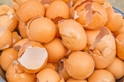 کاریردهای جادویی و مفید پوست تخم مرغ