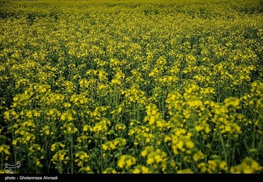 ‌کشت نشائی سبب افزایش محصول در مزارع کلزای گلستان می‎شود