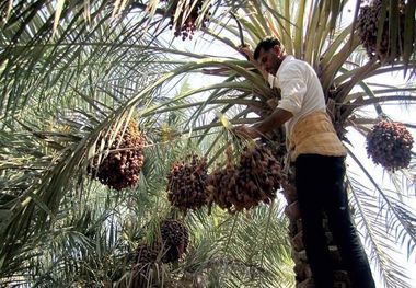 برداشت خرما در خرمشهر آغاز شد