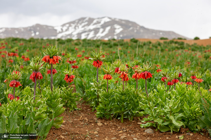 دشت لاله های واژگون کوهرنگ