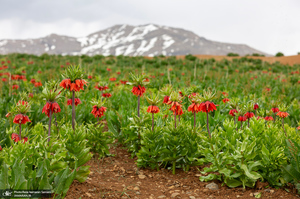 دشت لاله های واژگون کوهرنگ