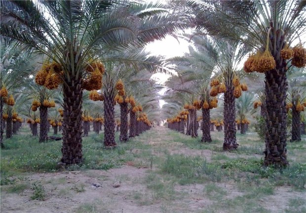 برداشت خرمای پیش رس در حاجی آباد آغاز شد