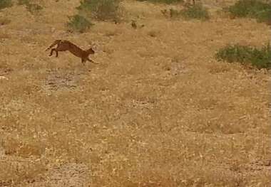 مشاهده گربه وحشی در محیط زیست نیشابور