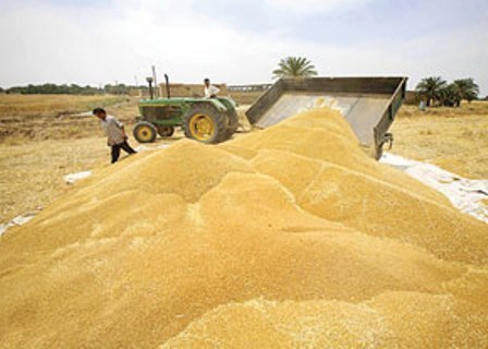 خرید 65 هزار تن گندم تضمینی از کشاورزان فارس
