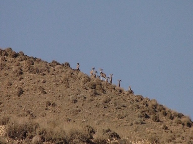اصلاح مرز مناطق حفاظت شده خراسان جنوبی اجرایی شد