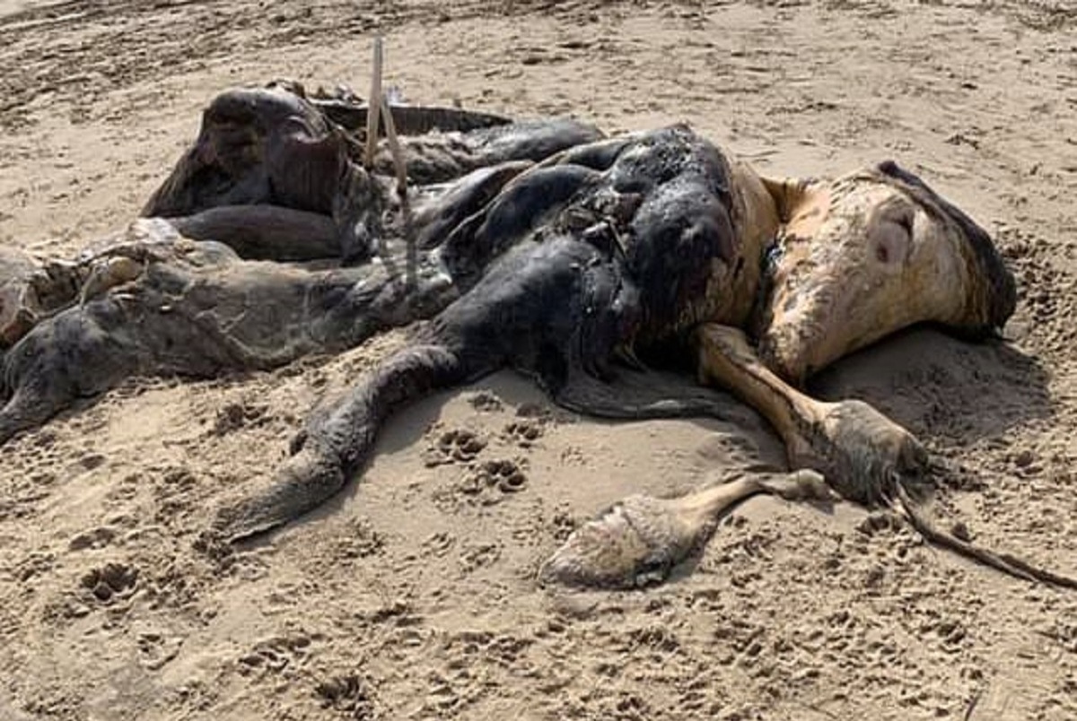 جانوری عجیب الخلقه در ساحل پیدا شد!+ تصاویر 