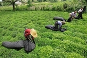 آغاز پرداخت وام صندوق حمایت ازتوسعه صنعت چای کشور به چایکاران املشی