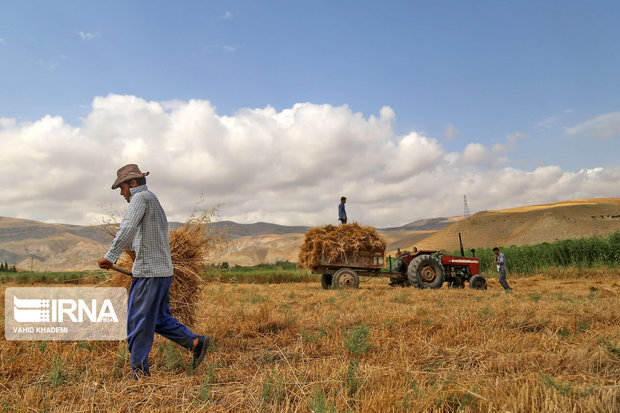 خسارت  سن گندم در اصفهان به صفر رسید