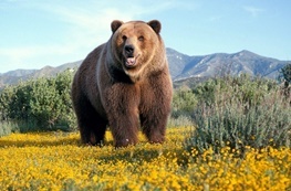خرس قهوه ای، گوزن زرد و غاز پیشانی سفید زیستگاه های ایلام تحت حفاظت قرار می گیرند