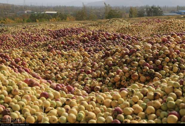 افزون بر 8 هزار تن سیب صنعتی در ارومیه خریداری شد