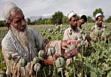 آیا طالبان می تواند به کشت تریاک پایان دهد؟