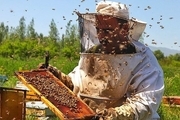 سرما به ۷۰۰ کلنی زنبور عسل در باخرز خسارت زد