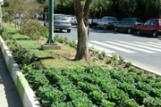 حذف چمن و بهسازی پوشش گیاهی در منطقه یک شهرداری کرج