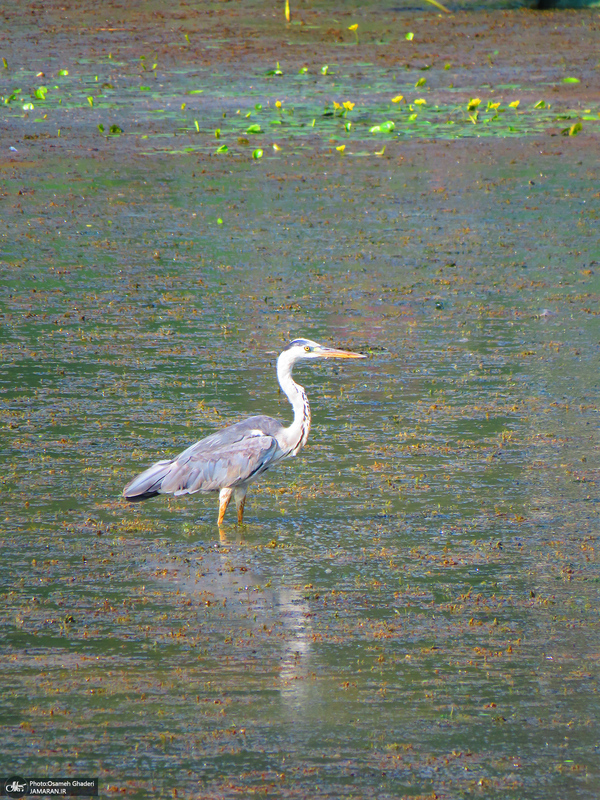 طبیعت بکر کومله