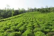 افزایش ده درصدی تولید چای در کشور