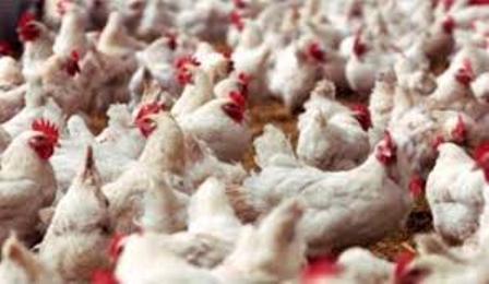 فروش مرغ زنده سلامت مردم دیر را تهدید می کند