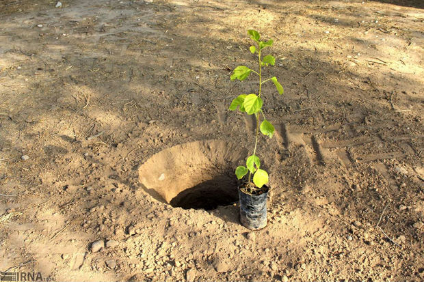 ۱۰۰ هزار اصله نهال در سمنان غیرحضوری توزیع می‌شود