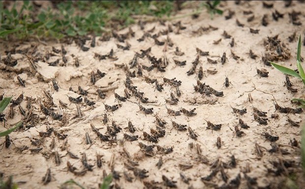 مدیر حفظ نباتات البرز: آمادگی کامل برای مبارزه با ملخ های بومی وجود دارد