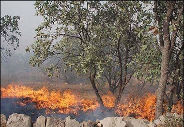 2000 هکتار جنگل و مرتع در لرستان سالانه از بین می‌رود  نوسازی ناوگان حمل و نقل گوشت در لرستان