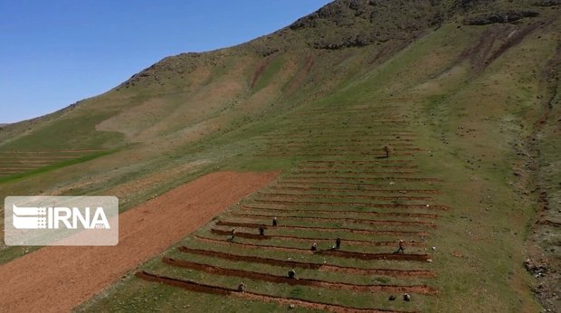 بذر یونجه در ۲۳۴ هکتار از دیمزارهای کم بازده کردستان توزیع شد
