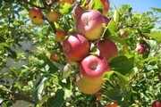 برداشت سیب پاییزه ازباغات بروجرد آغازشد