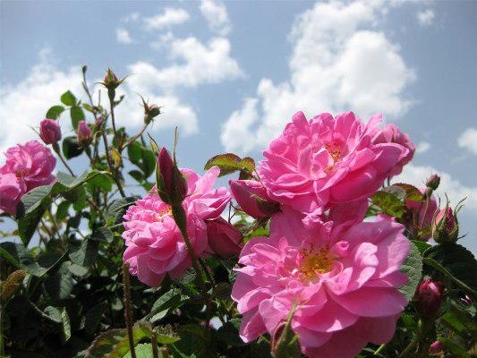 برپایی آیین گلاب‌گیری با شعار اشک‌گل سرخ آیین سرزمین سبز