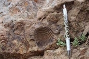 فسیلهای 65 میلیون ساله به موزه تربت حیدریه منتقل شدند